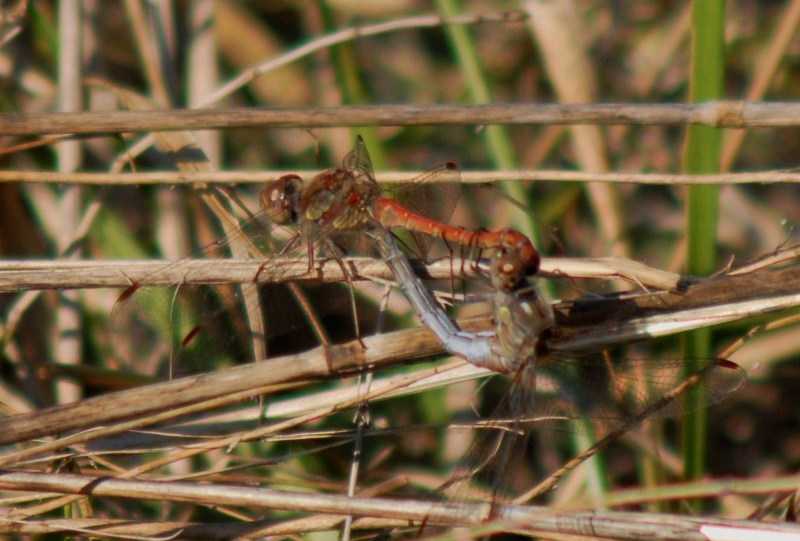 Accoppiamento di Sympetrum striolatum